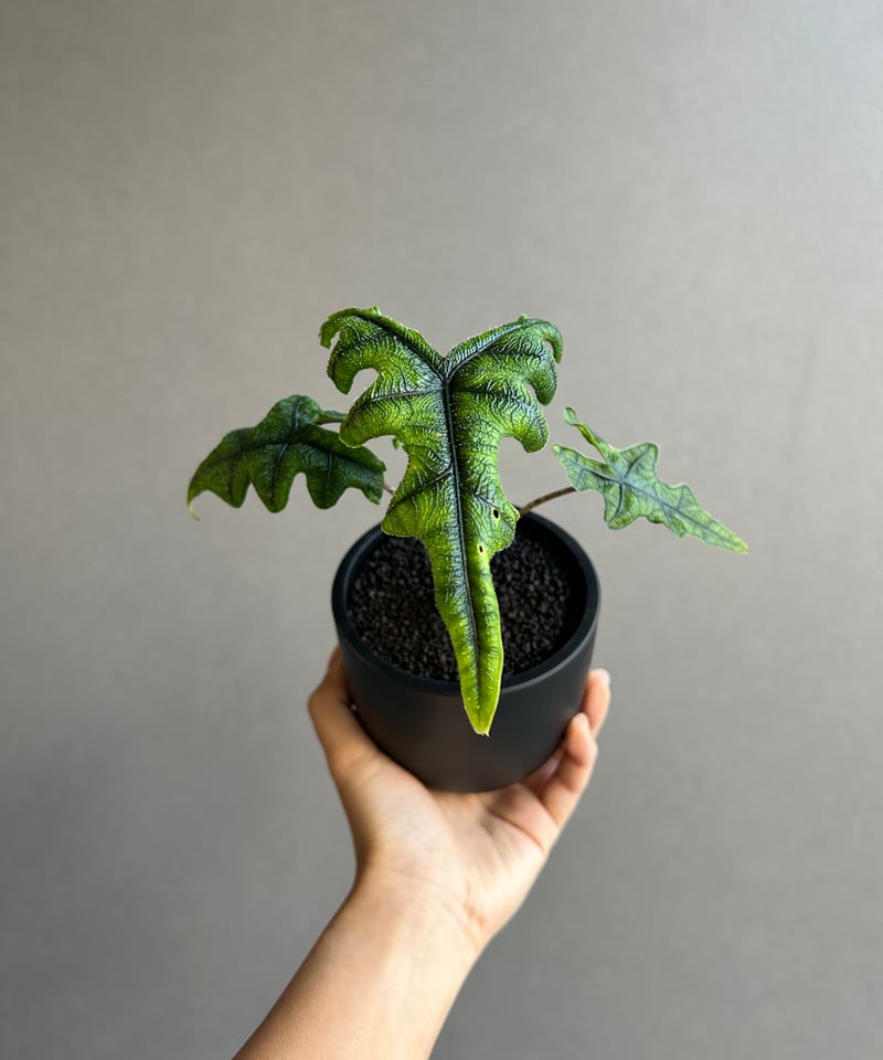 アロカシア ジャックリン「Alocasia Jacklyn」73K | SHOUCHIKUEN