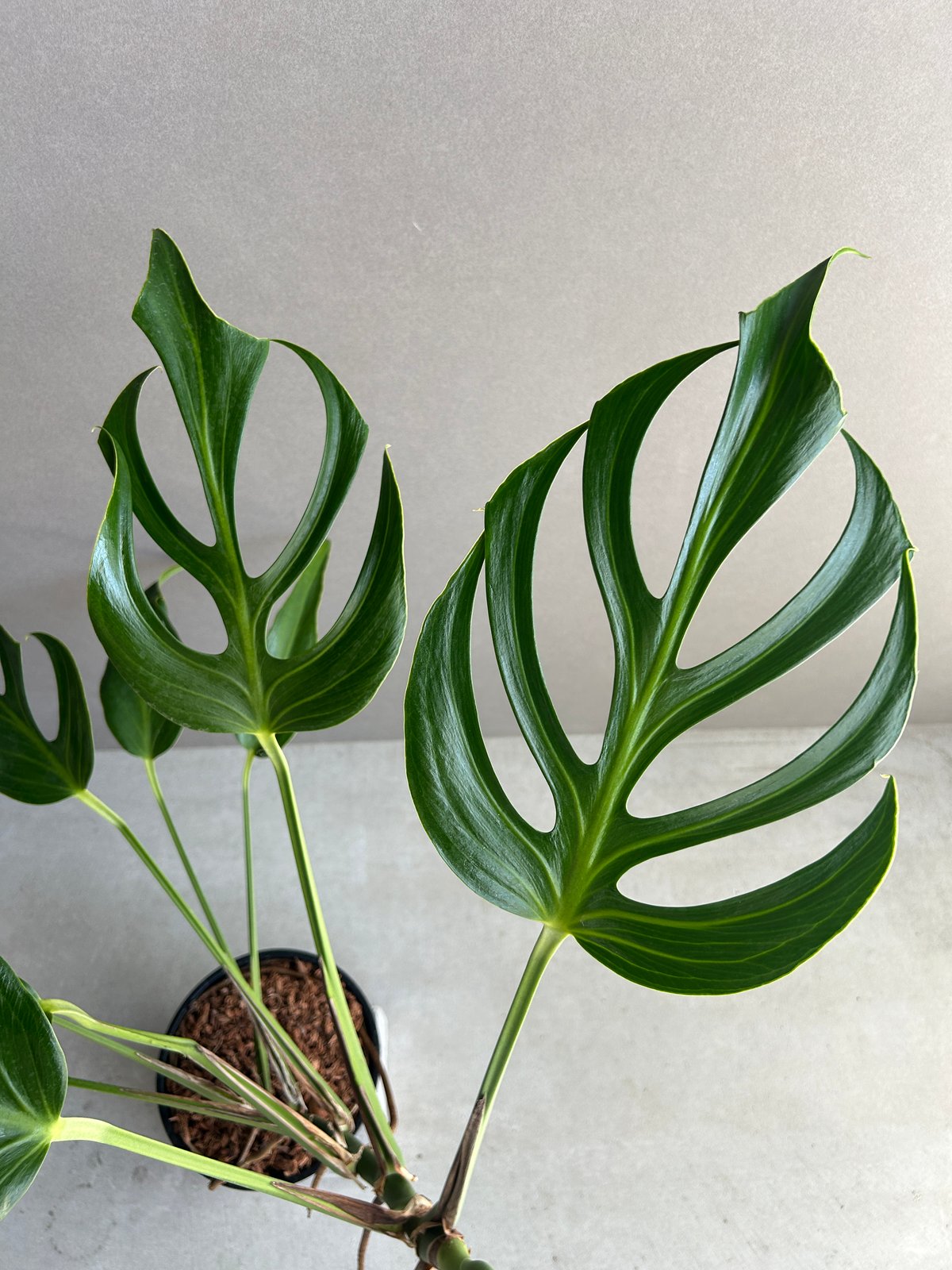 モンステラ バールマルクスフレーム 「Monstera burle marx's