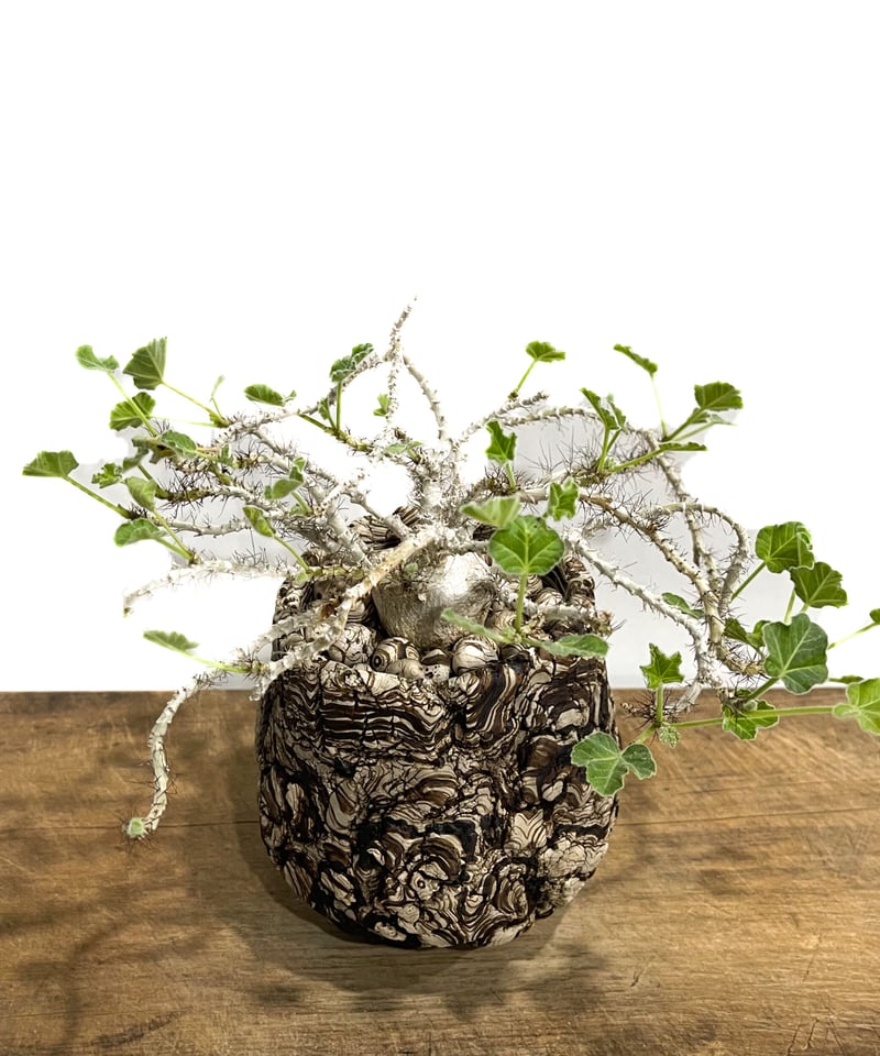 ヤトロファ マルギナータ +pmp「Jatropha marginata」58E-2 | SH