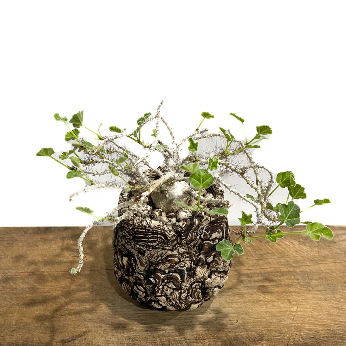 Ramat Planter #241 × ヤトロファ マルギナータ Ramat Planter #241 × ヤトロファ マルギナータ - メルカリ