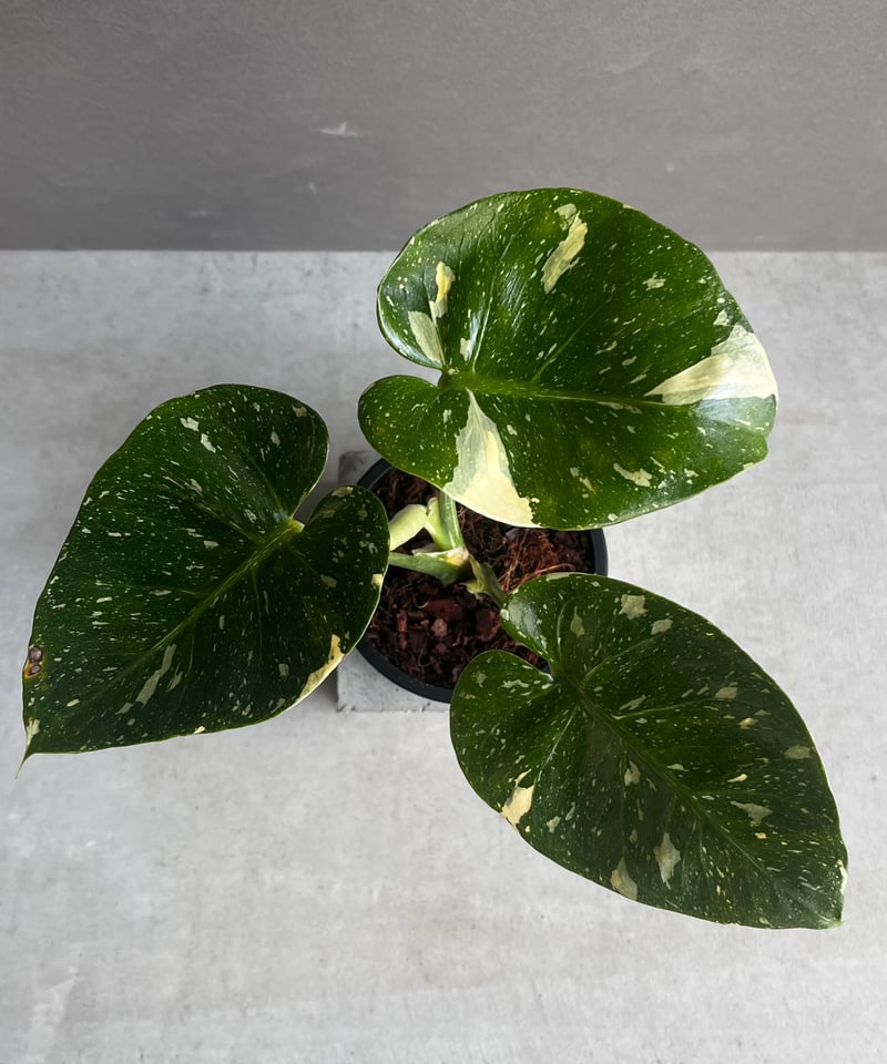 モンステラ デリシオーサ カップケーキ 「Monstera deliciosa Cupcake