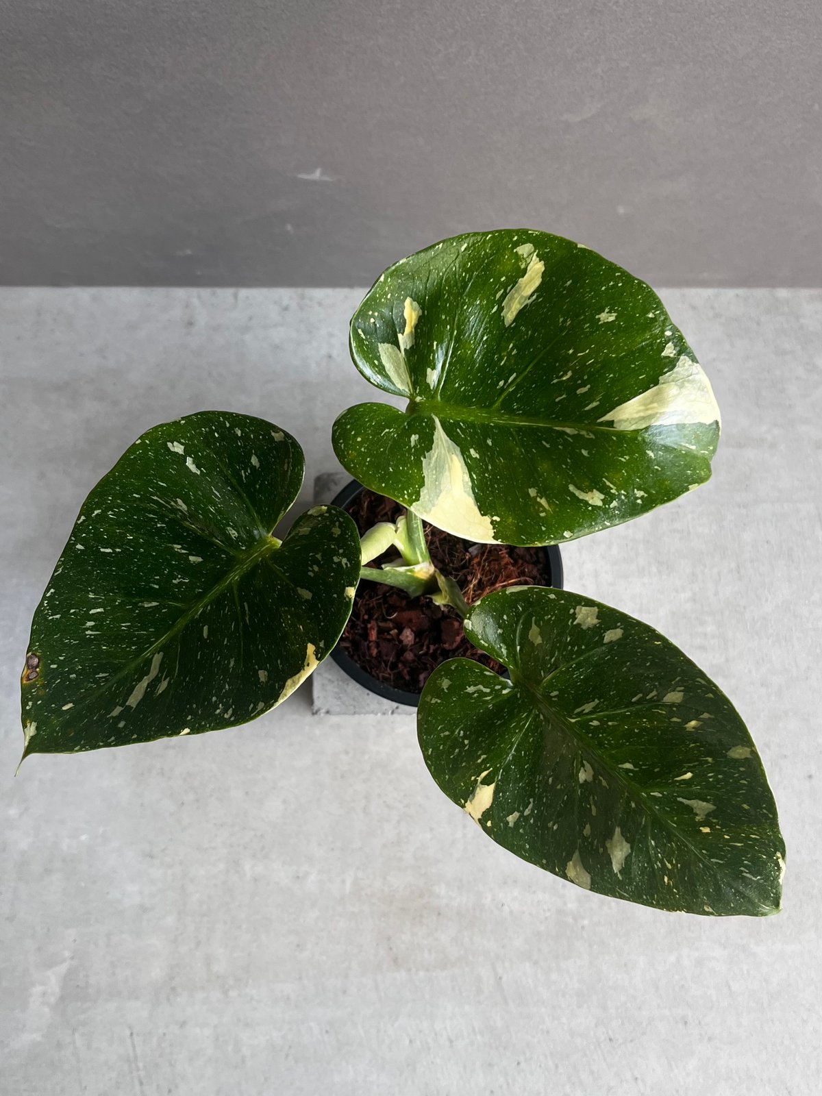 モンステラ デリシオーサ カップケーキ 「Monstera deliciosa Cupcake