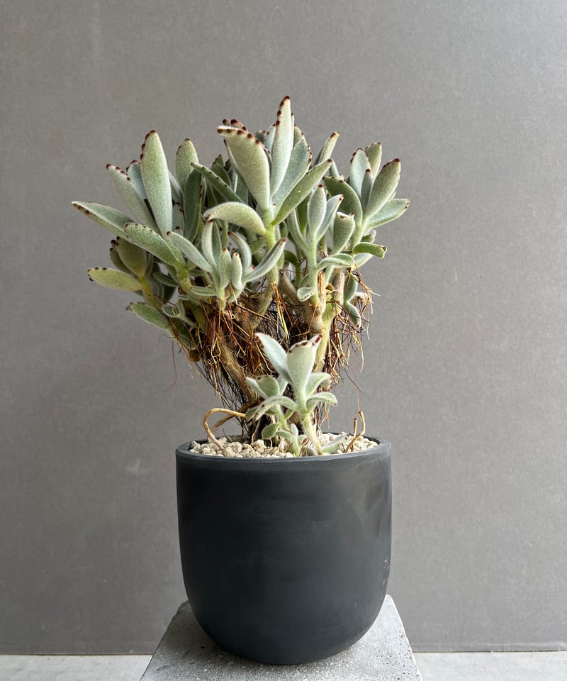 カランコエ 月兎耳（つきとじ） 「Kalanchoe tomentosa」74C | SHOU