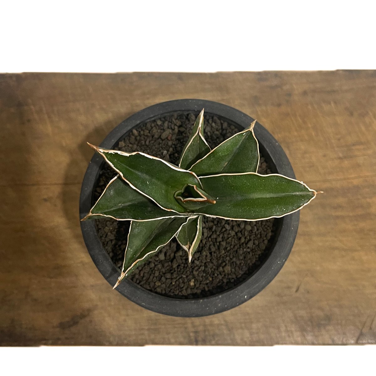 サンセベリア サムライ ドワーフ「Sansevieria samurai dwarf