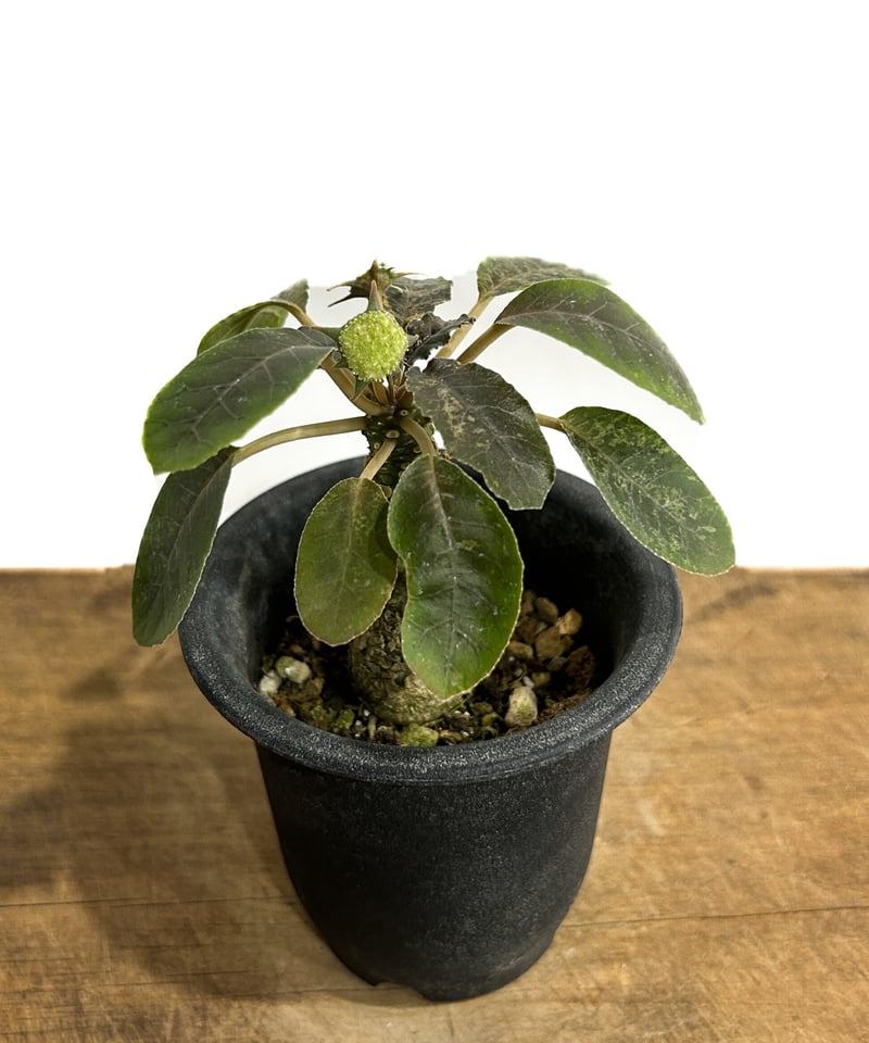 ドルステニア フォエチダ ハイブリッド 斑入「Dorstenia foetida hybrid