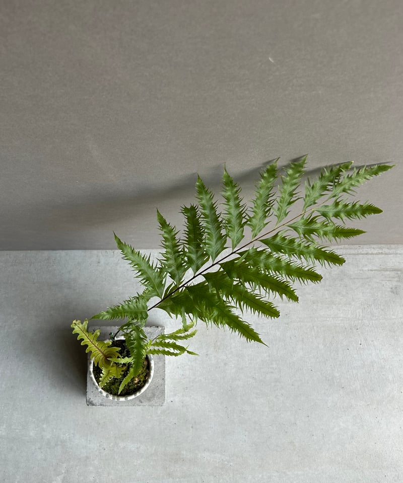 ドリナリア フロリダ + YON-HACHI「Drynaria florida」76L | S