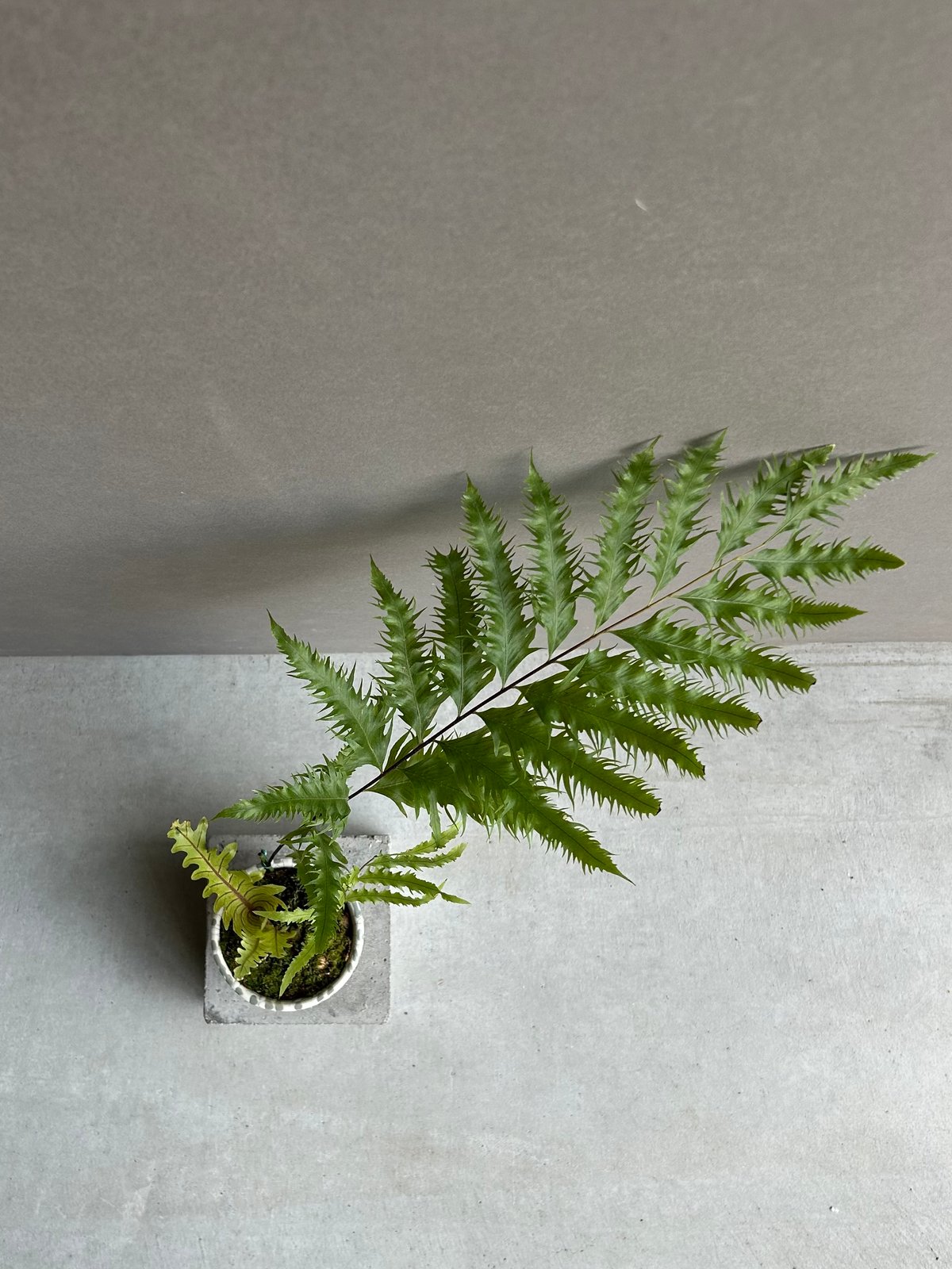 ドリナリア　フロリダ ドリナリア フロリダ | GREEN LUCK