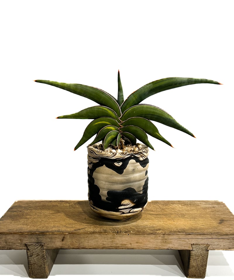 サンセベリア ロリダ 斑入り＋pmp 「Sansevieria rorida var.」11/