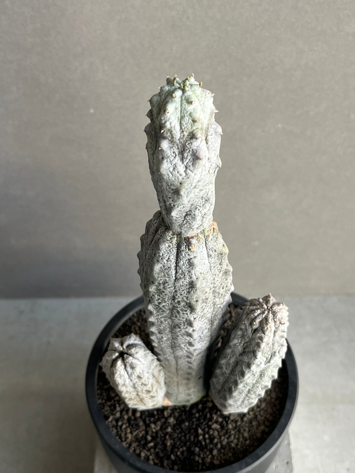 ユーフォルビア アブデルクリ「Euphorbia abdelkuri 」86N | SHOUC