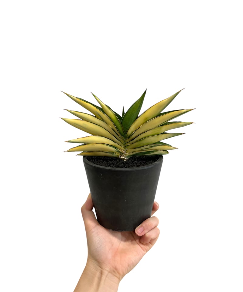 サンセベリア サワディー 斑入 「Sansevieria Sawasdee variegate
