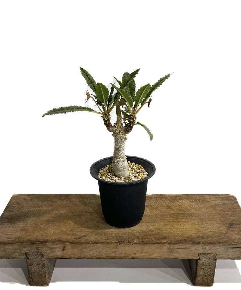 ドルステニア ジプソフィラ 接ぎ木「Dorstenia gypsophila 」5 ドルステニア ジプソフィラ 接ぎ木「Dorstenia gypsophila 」5