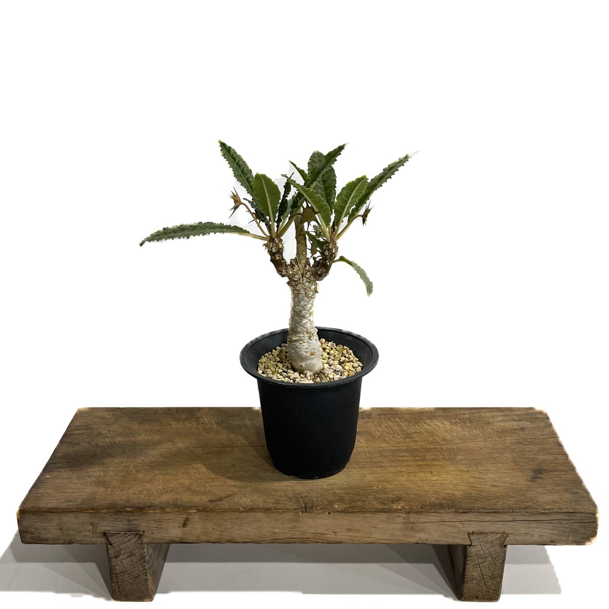 ドリステニア　ジプソフィラ Dorstenia gypsophila×horwoodii