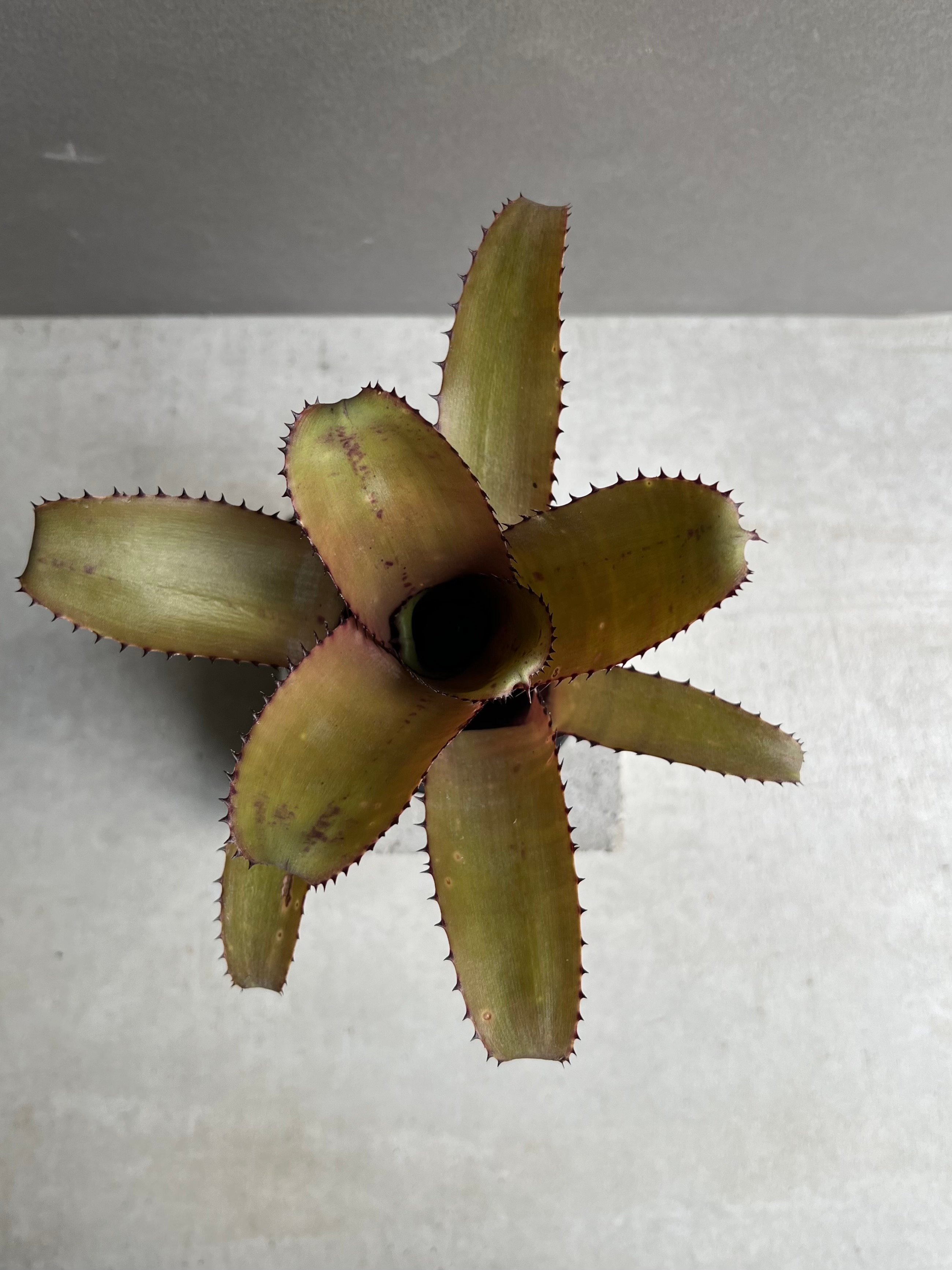 ビルベルギア ホリダ var. ティグリナ 「Billbergia horrida var.