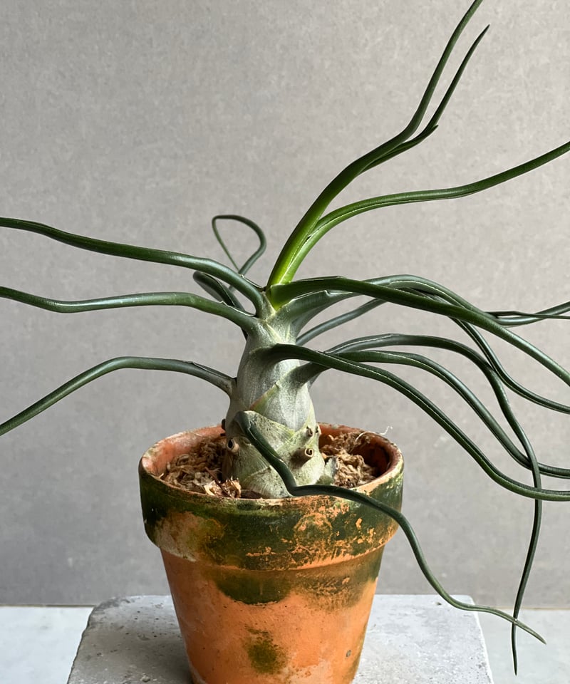 ティランジア ブルボーサ “スペシャル フォーム” 「Tillandsia bulbosa