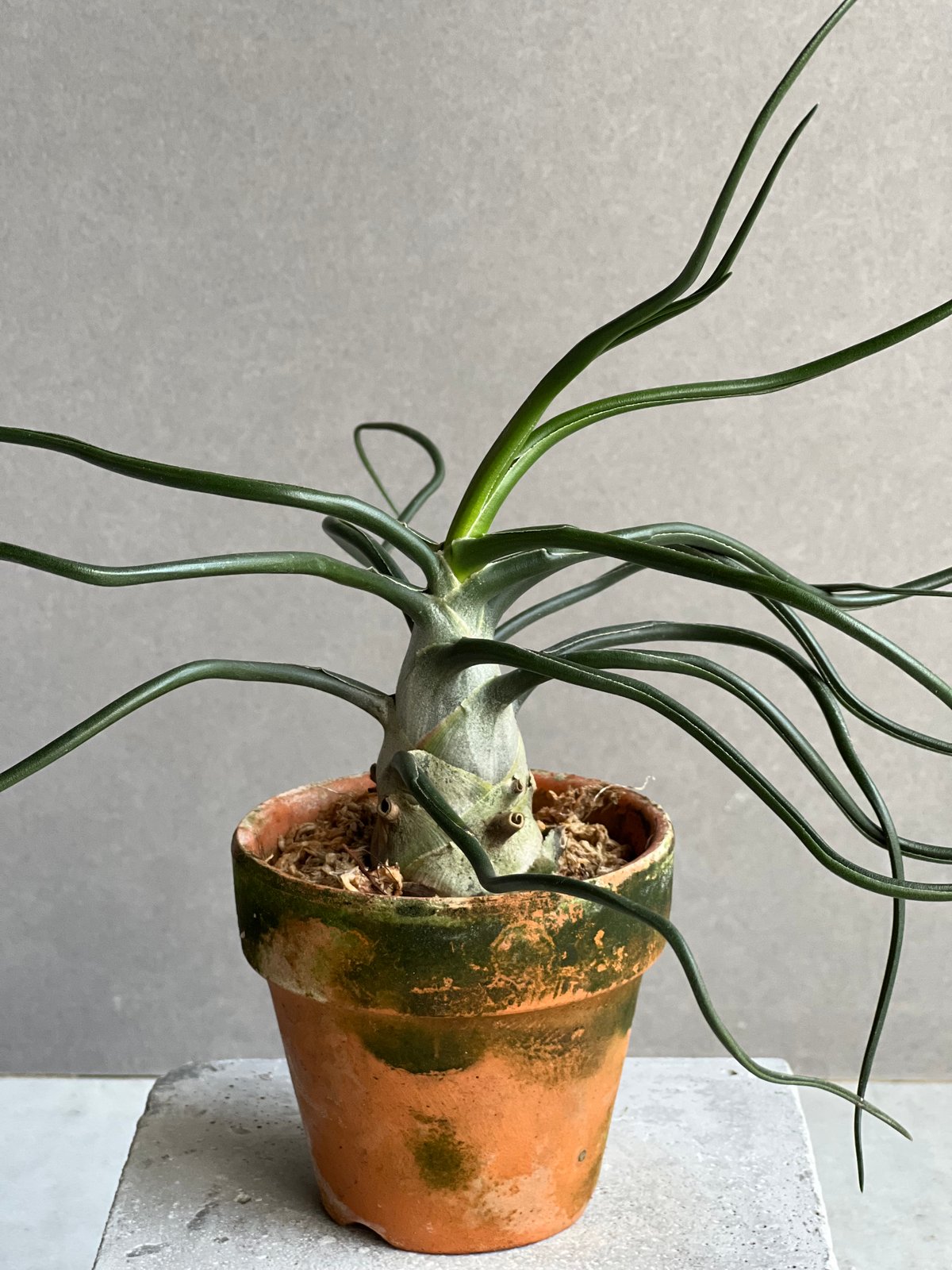 Tillandsia Bulbosa Freak Show 速達発送 楽天市場】(現品) チランジア ブルボーサ 'フリークショー' (No.22230