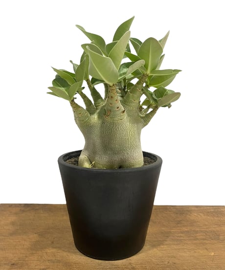 超極太/ドワーフ/塊根植物】アデニウム アラビカム ゴジ 鉢植え①