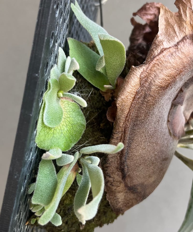 ビカクシダ ウィリンキー カート ウィール「Platycerium willinckii cv