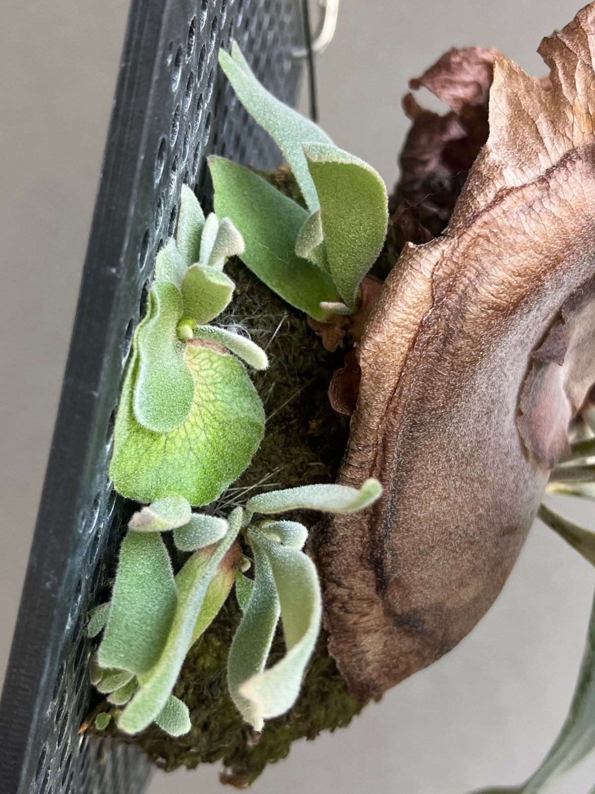 ビカクシダ ウィリンキー カート ウィール「Platycerium willinckii cv