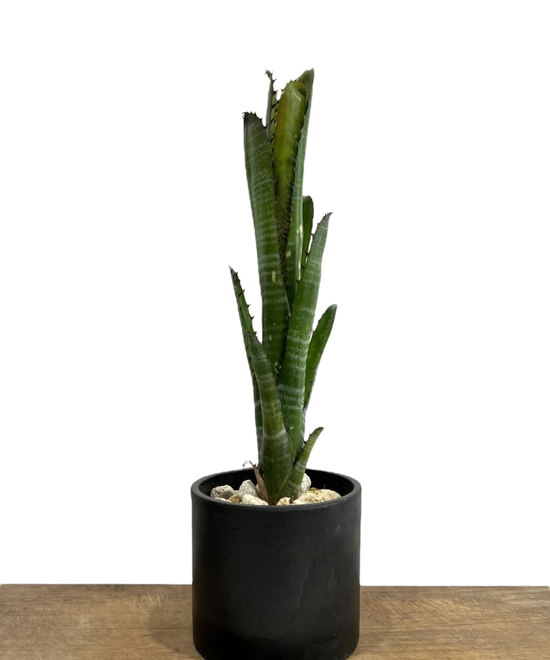 ブロメリア・エアープランツ Billbergia Blue Moon Billbergia blue moon