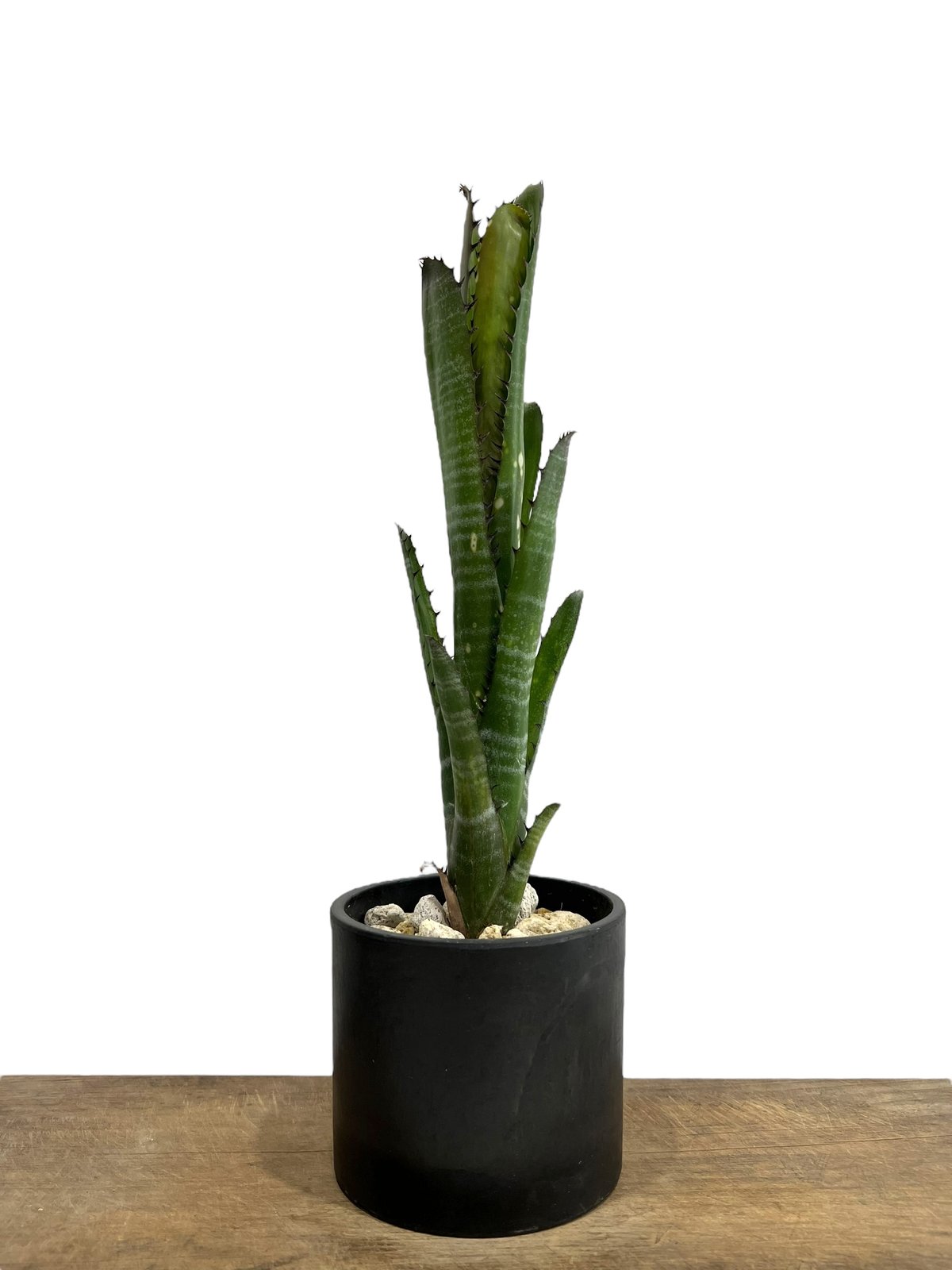 ビルベルギア オーバー ザ ムーン 「Billbergia Over The Moon