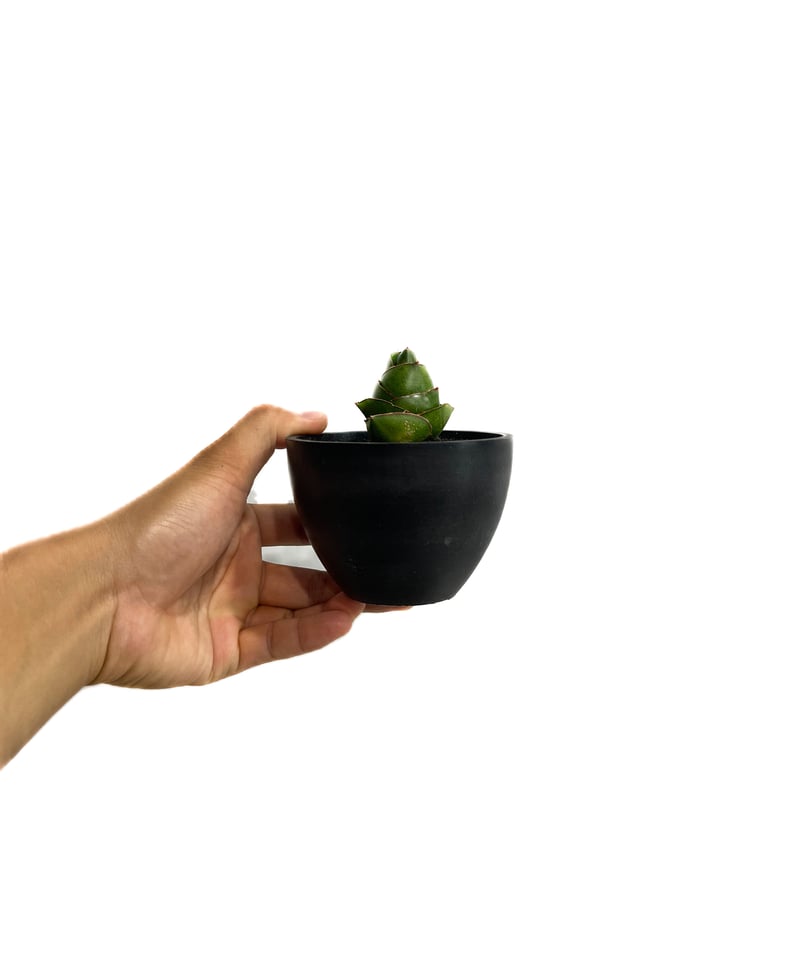 EMP サンセベリア アンヤマニーハイブリッド ドワーフEM1 / SA264 EMP サンセベリア アンヤマニーハイブリッド ドワーフEM1