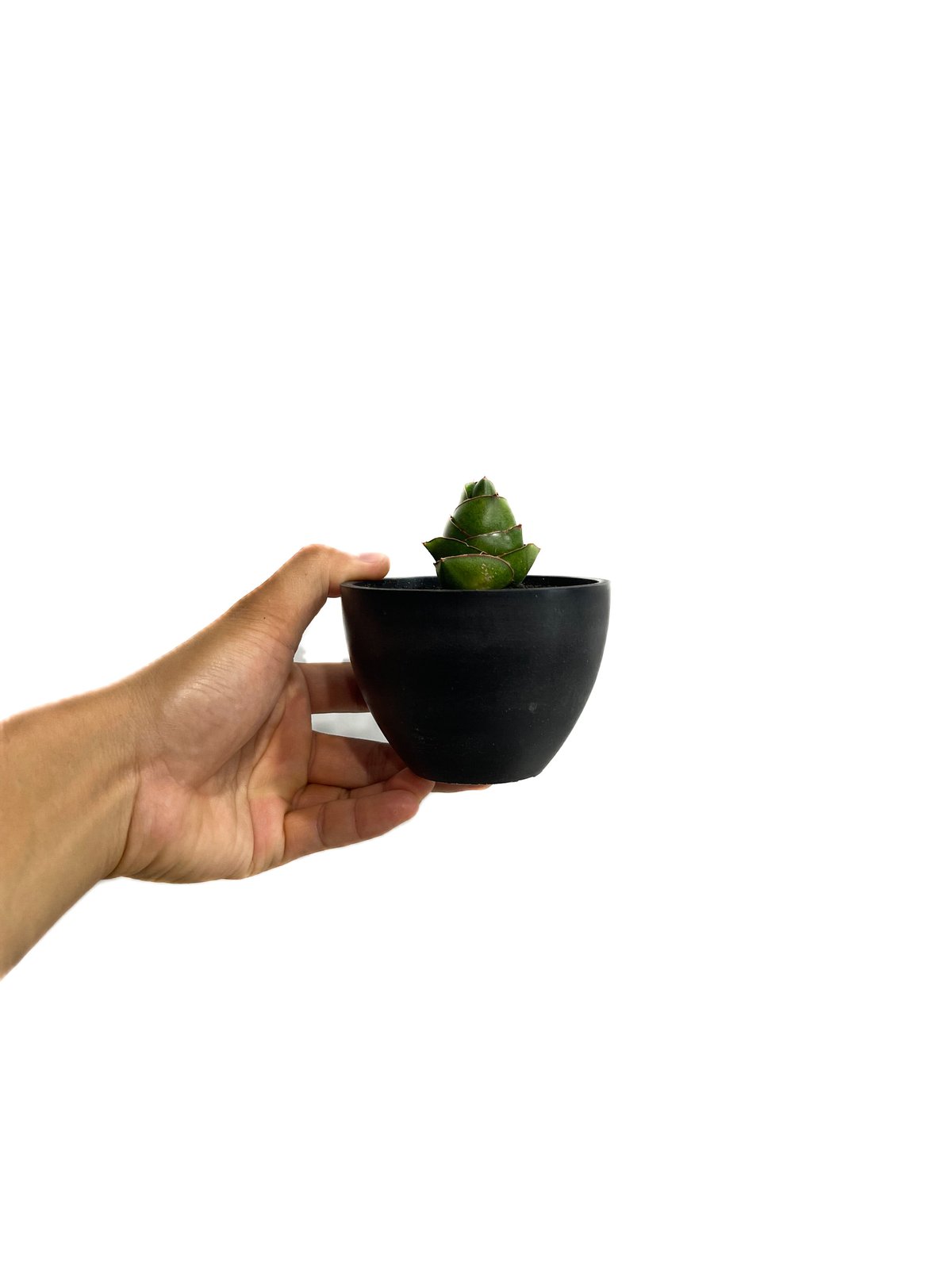 サンセベリア アンヤマニー ハイブリッド SP020 ドワーフ タイプ7-70