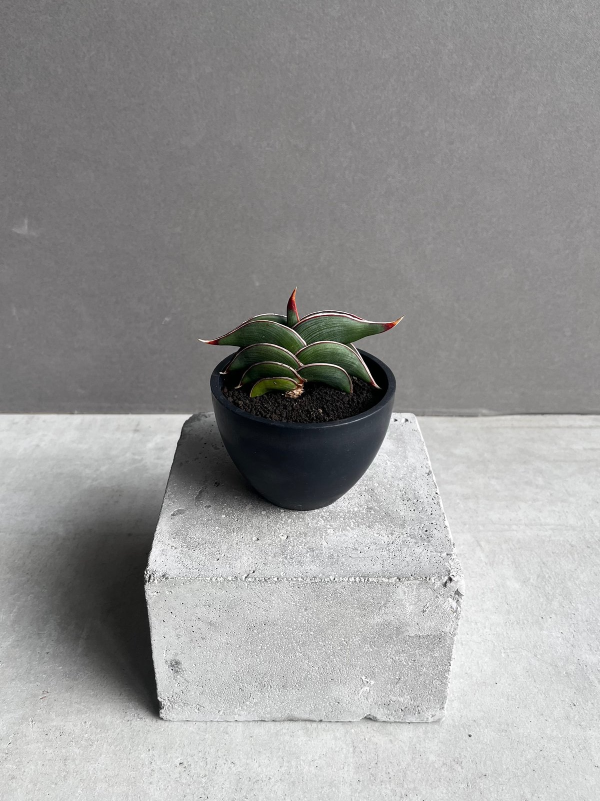 サンセベリア ロリダ 「Sansevieria rorida」70Z | SHOUCHIKUEN サンセベリア ロリダ 「Sansevieria rorida」70Z | SHOUCHIKUEN