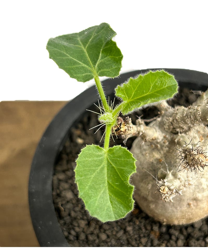 ヤトロファ マルギナータ 「 jatropha marginata」6/14-782-1 |