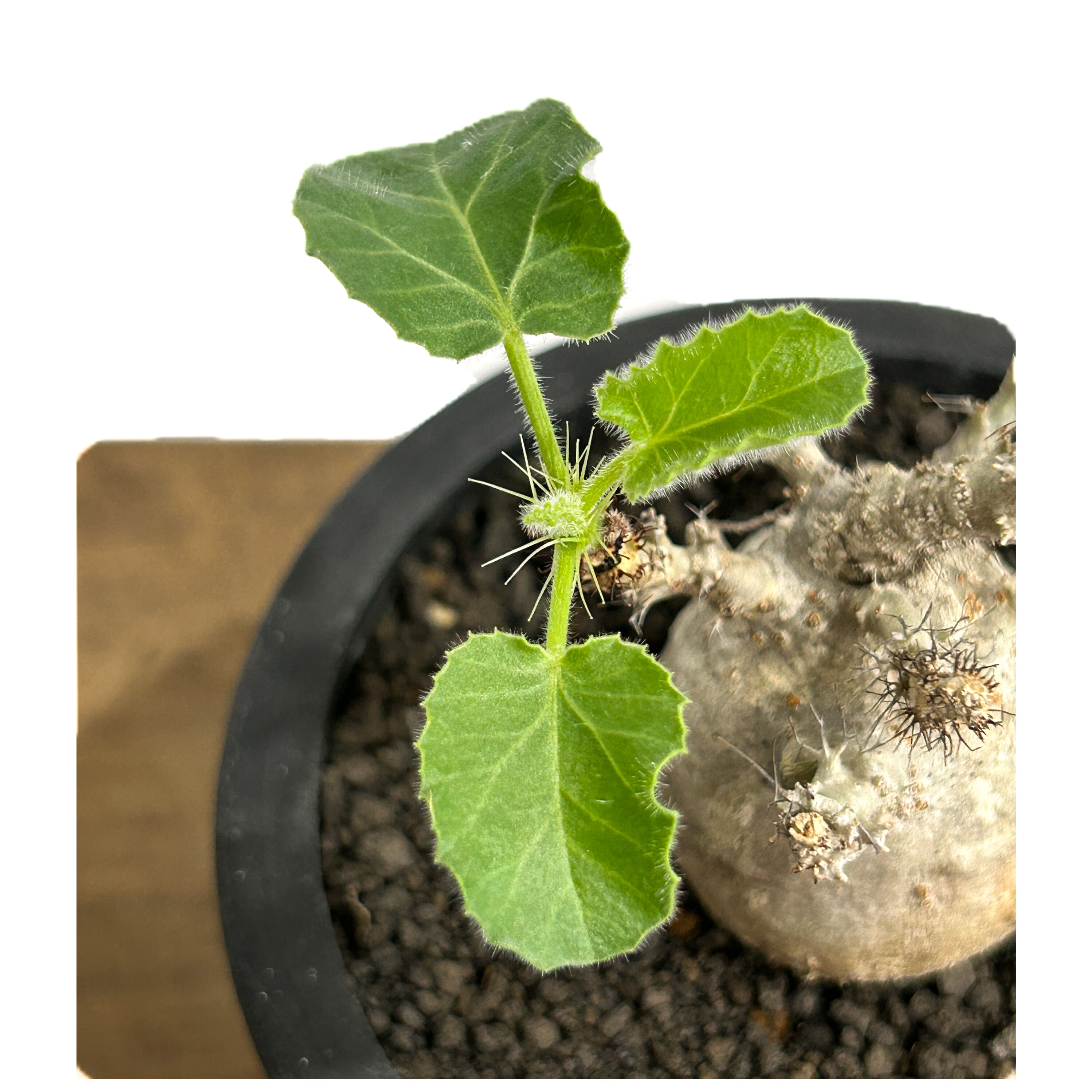 ヤトロファ マルギナータ 「 jatropha marginata」6/14-782-1 |