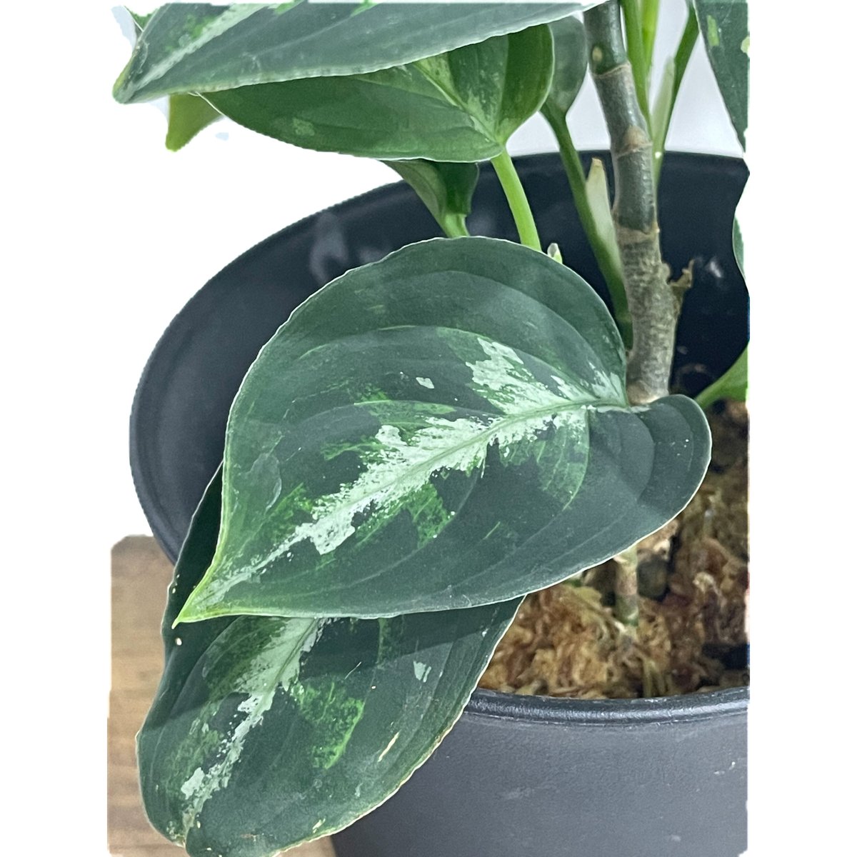 アグラオネマ ピクタム トリカラー「Aglaonema pictum tricolor