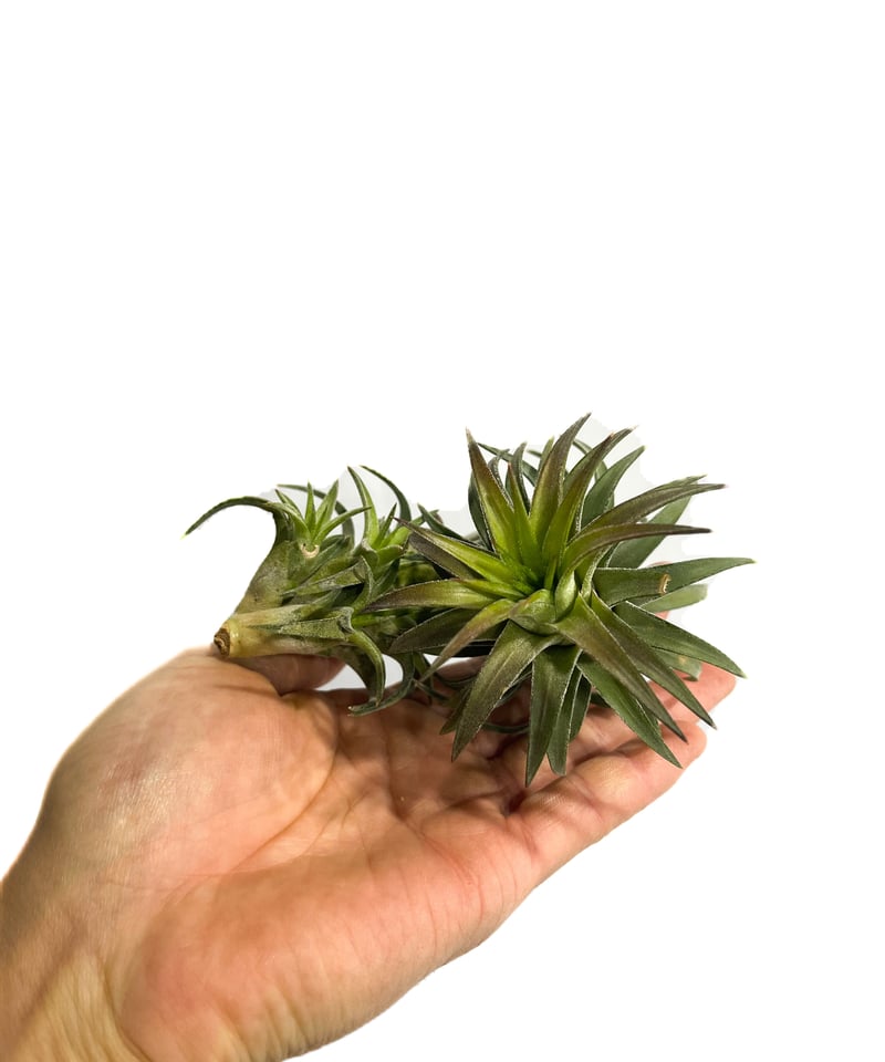 ティランジア イオナンタ バンハイニンギー「Tillandsia ionantha var.