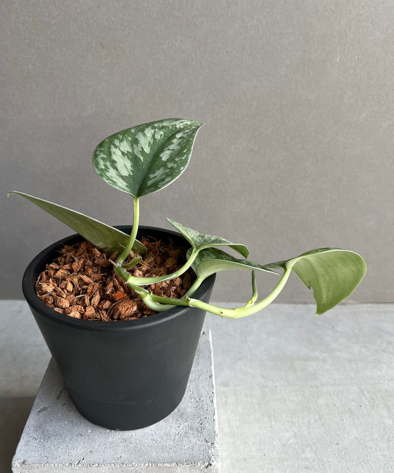 スキンダプサス ケンカナ 1 スキンダプサス エキゾチカ 斑入