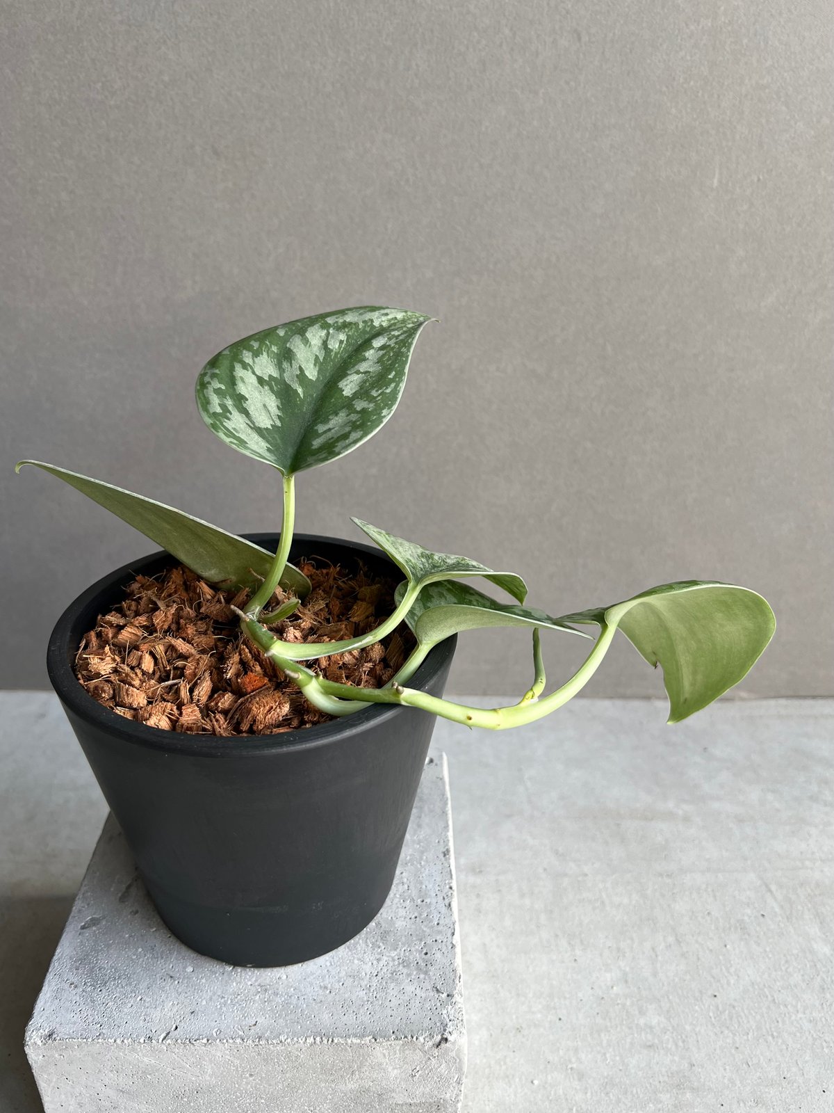 スキンダプサス エキゾチカ ホログラム 「Scindapsus exotica