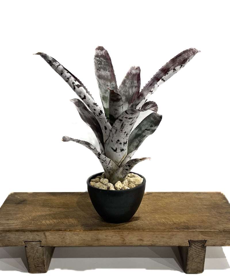 エクメア チャンティニー シルバー トップ「 Aechmea chantinii