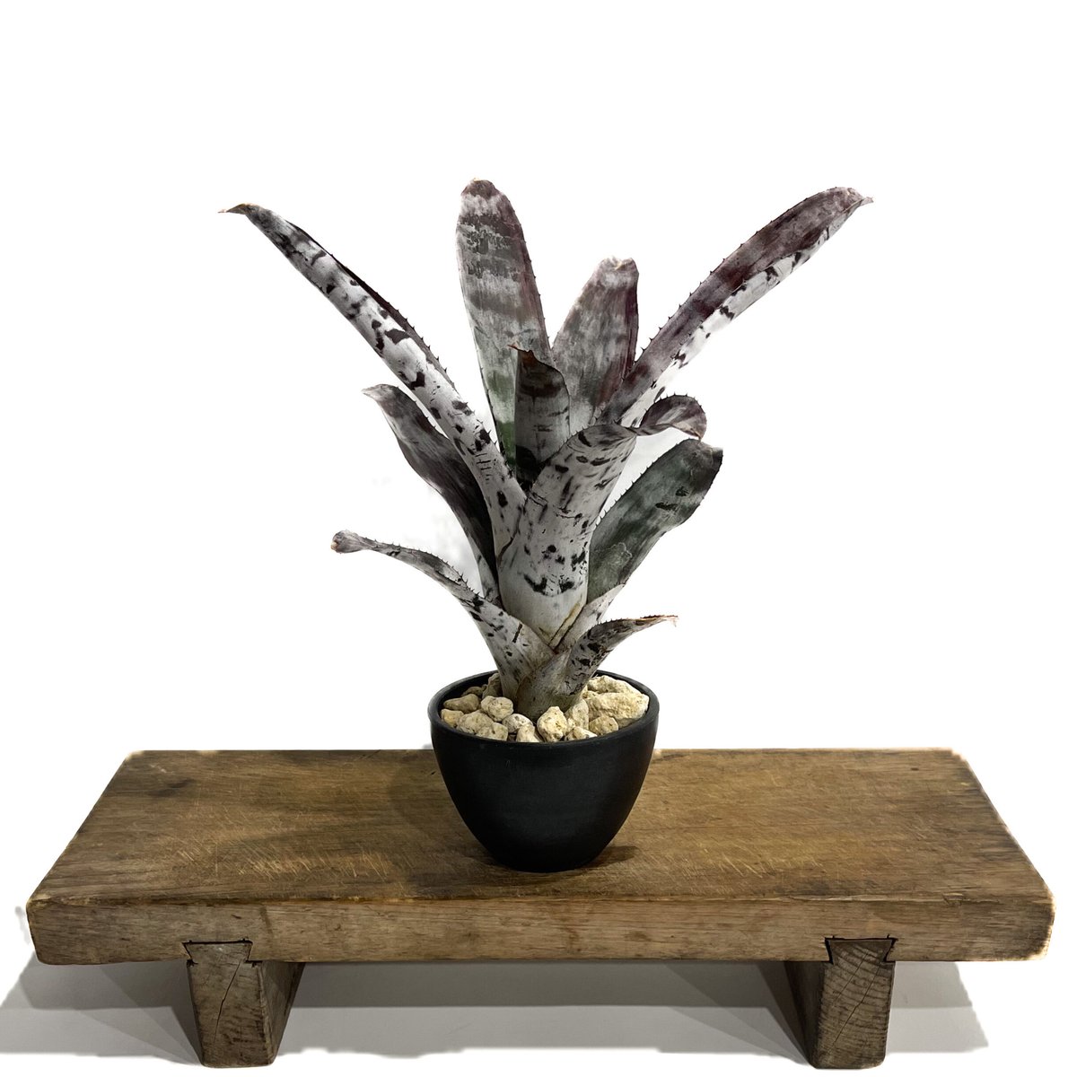 エクメア チャンティニー シルバー トップ「 Aechmea chantinii Silver...