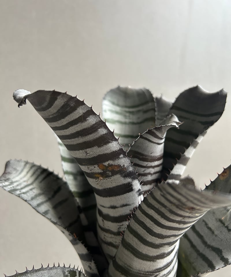 エクメア チャンティニー ブラック セレクト 「Aechmea chantinii Black