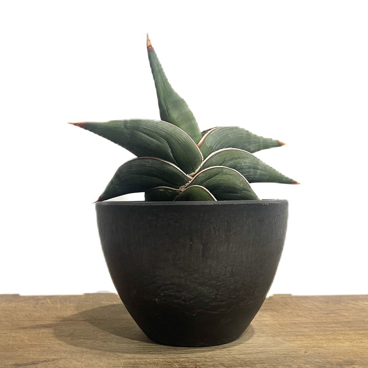 【Rec】【美株】サンセベリア ロリダ サンセベリア ロリダ 「Sansevieria rorida」92C-1 | SHOUCHI