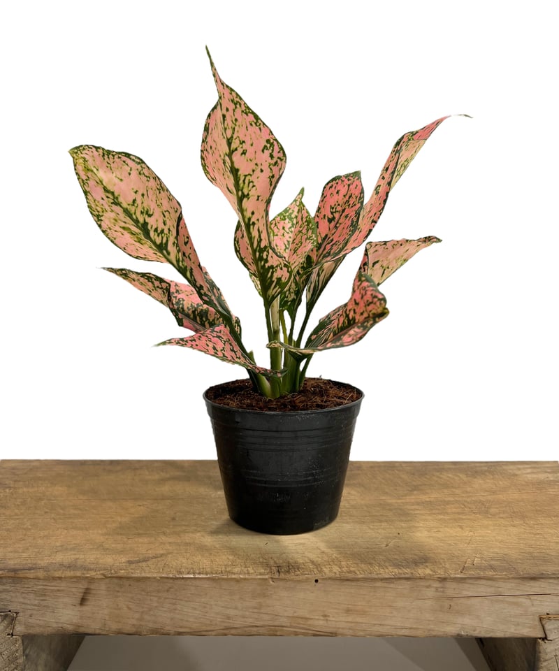 アグラオネマ トライ ペット 「Aglaonema Tri Phet」98L | SHOUCH