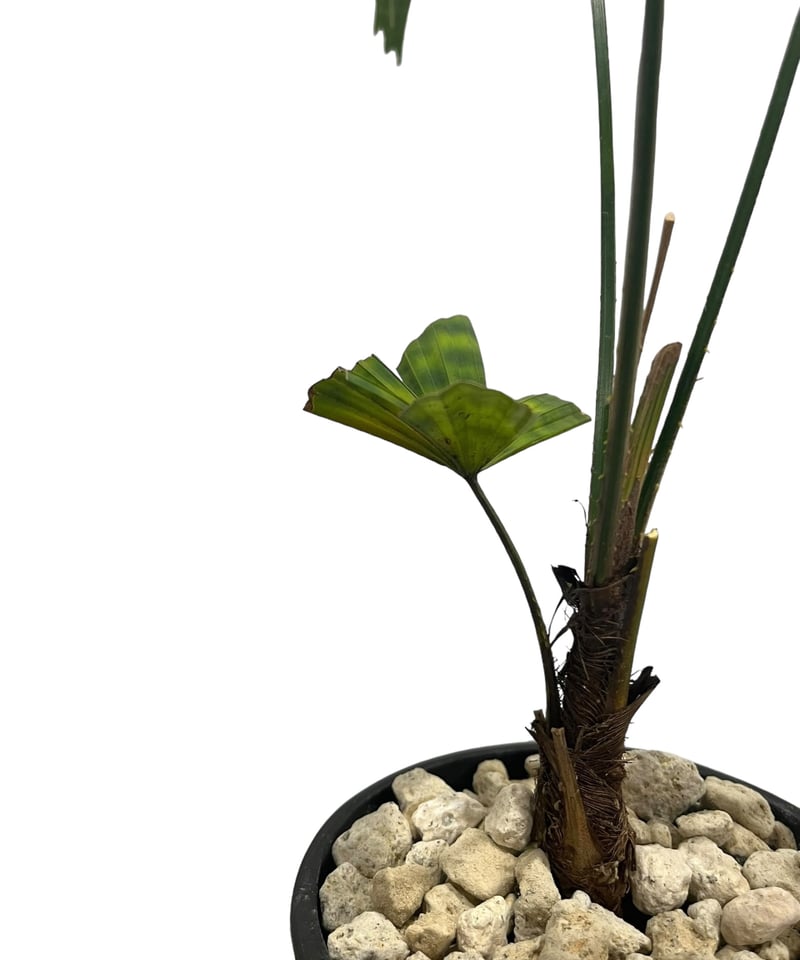 リクアラ マッタネンシス マプ 「Licuala mattanensis 'Mapu' 」86