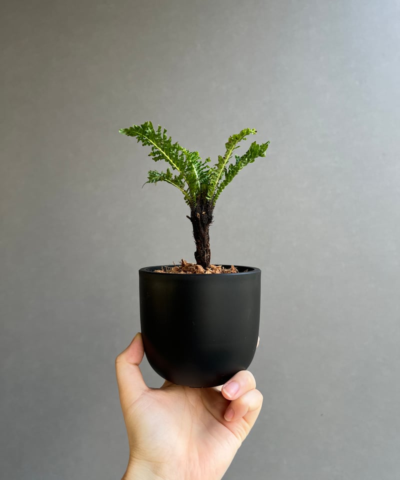 ブレクナム　ギバム　ドワーフ ブレクナムギバム： ドワーフ（幹立ち仕立て） 5号 の通販