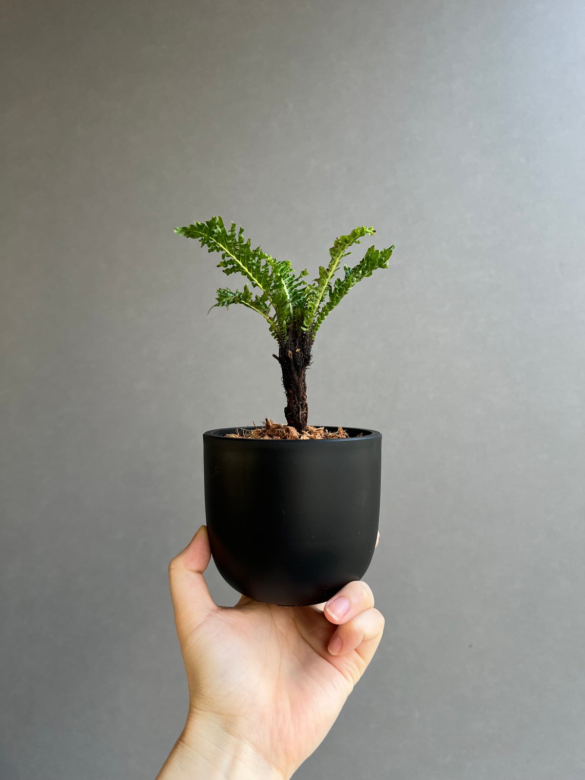 ブレクナム ギッバム ドワーフ ブレクナム ギッバム ドワーフ 「Blechnum gibbum Dwarf 」39F