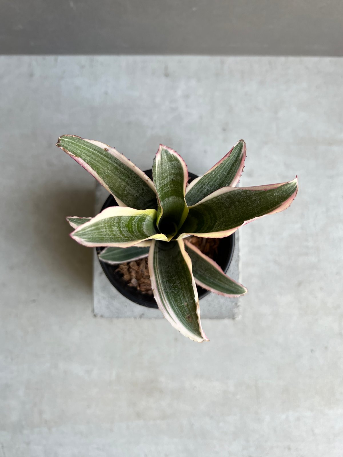 エクメア オットー 「Aechmea Otto」29A | SHOUCHIKUEN エクメア オットー 「Aechmea Otto」29A | SHOUCHIKUEN