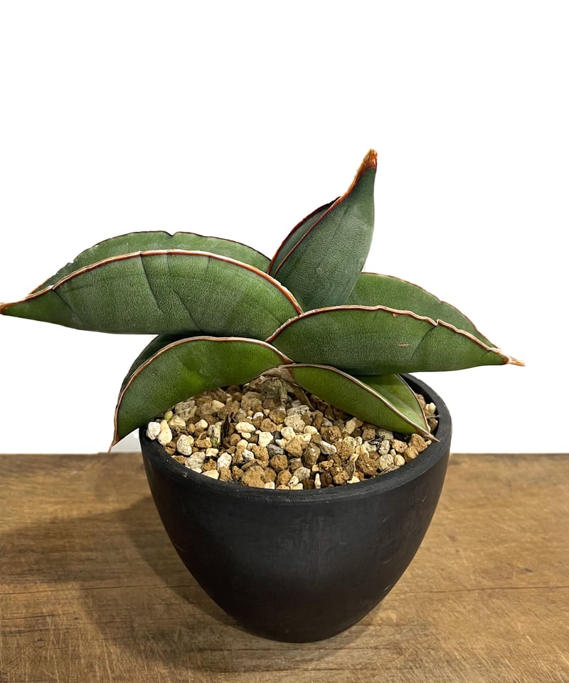サンセベリア エーレンベルギー バナナ 「Sansevieria サンセベリア エーレンベルギー バナナ 「Sansevieria