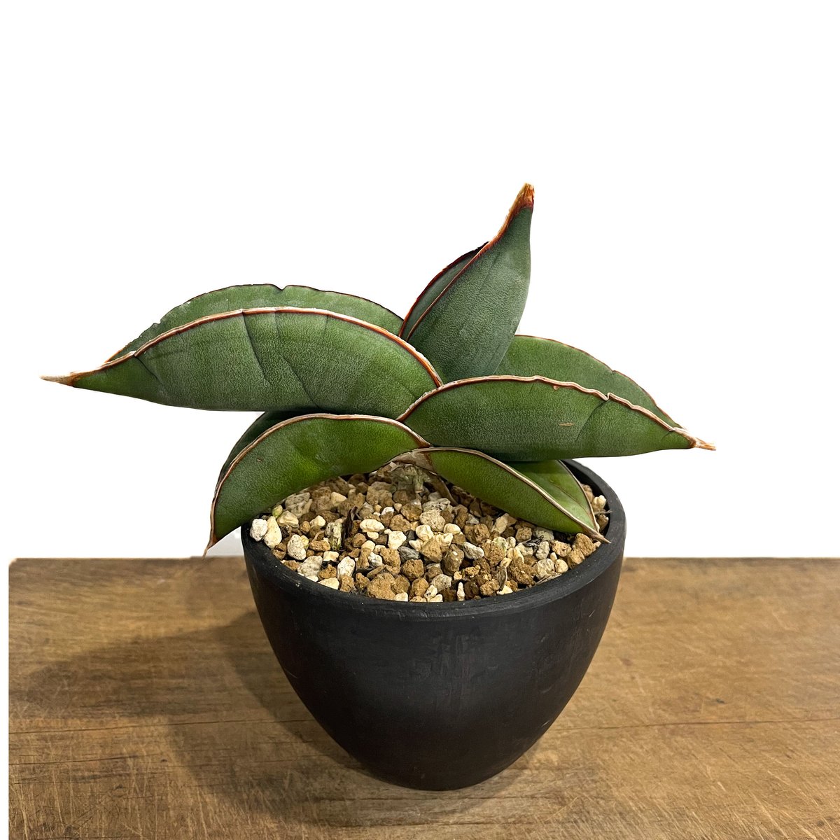 ＊Sansevieria＊サンスベリア エーレンベルギー バナナ＊Banana＊ サンセベリア・エーレンベルギーバナナ 001 – linkplants