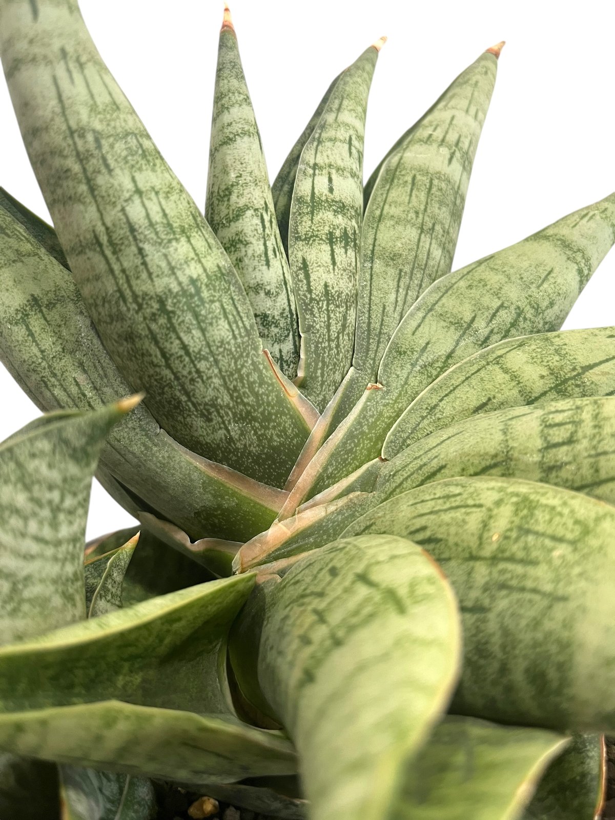 サンセベリア ライオン ハート 「Sansevieria Lion Heart」70T | S