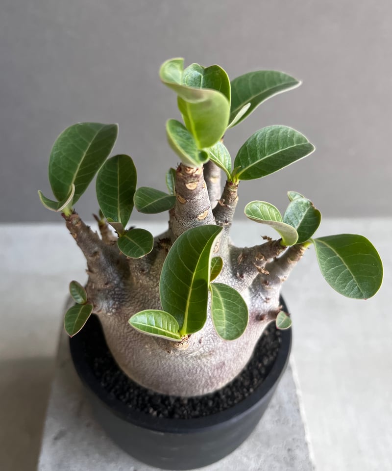 アデニウム アラビカム スーパー ドワーフ “ブラック” 「Adenium