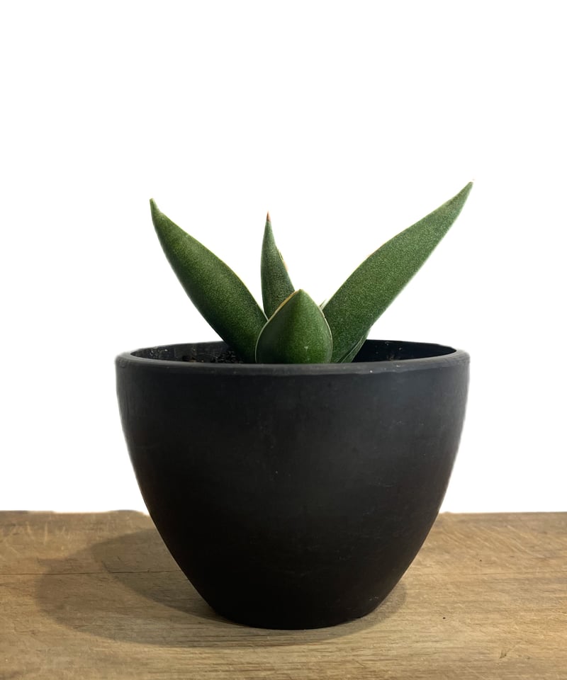 サンセベリア ピングイキュラ x ロリダ「Sansevieria pinguicula x r
