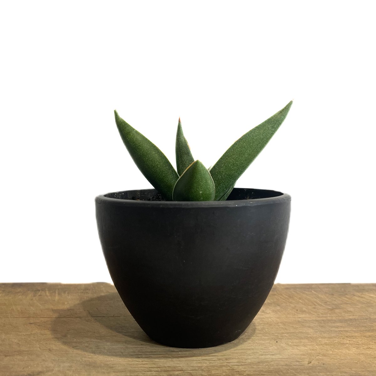サンセベリア ピングイキュラ x ロリダ「Sansevieria pinguicula x r