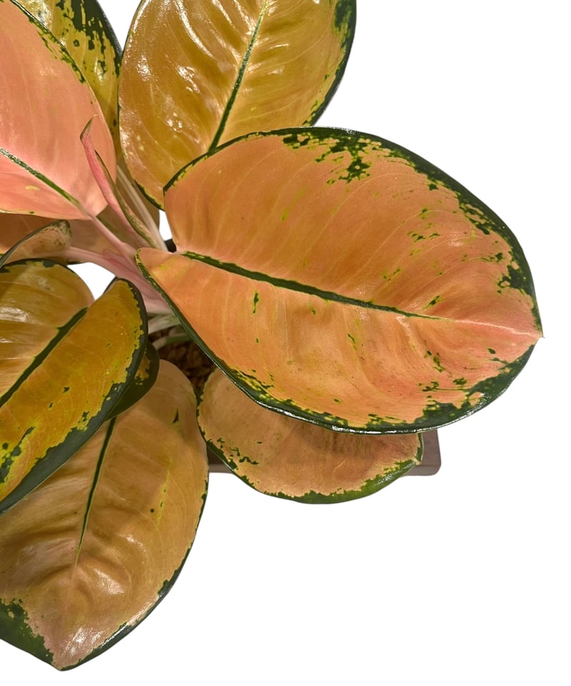 アグラオネマ スターバックス 「Aglaonema Starbucks 」92U | SHO