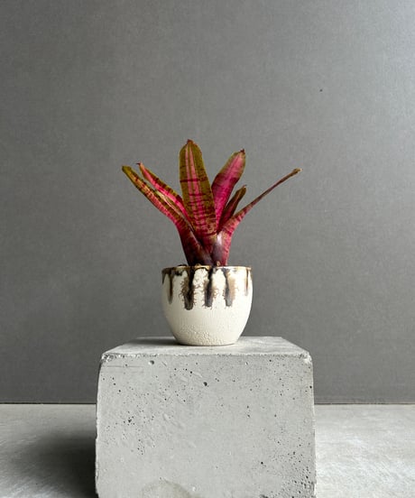 EMP サンセベリア Ruka ルカ / SA321 EMP サンセベリア Ruka ルカ / SA321 EMP サンセベリア Ruka ルカ